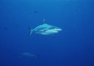 住友不動産ホテルのヴィラージュ京都：京都滞在の拠点としての魅力と特徴